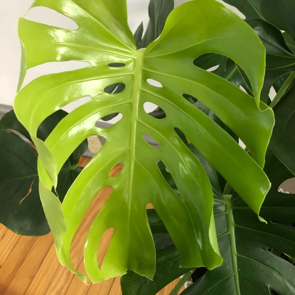 Meet your Posher, Elise - Picture 1 of 1